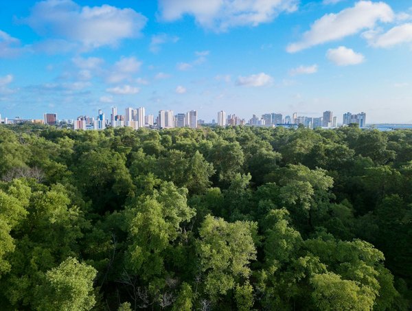 Traiteur africain Île de France : découvrez les saveurs exotiques