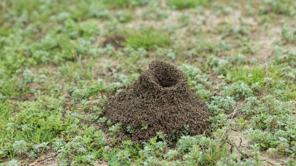 Les signes qui indiquent la présence d'une fourmilière à proximité
